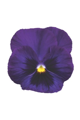 Виола Марипоза purple