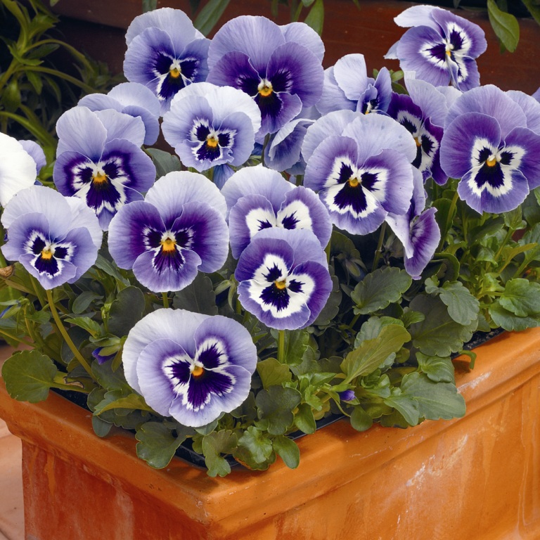 Виола Марипоза marina (primed семена)