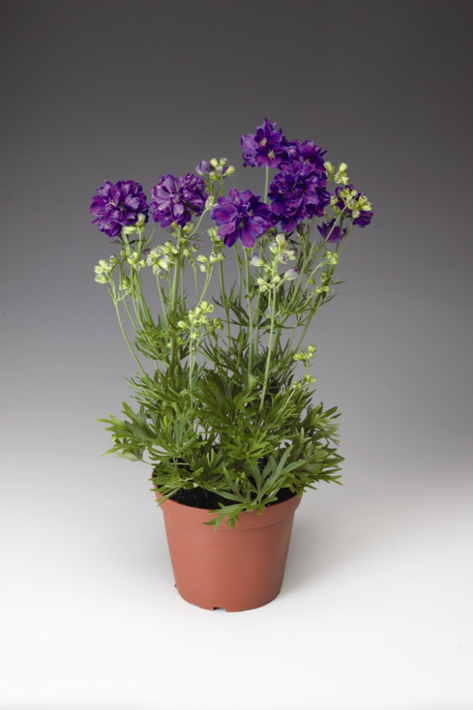 Дельфиниум Делфикс violet blue 
