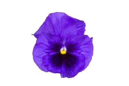 Виола Фламенко blue