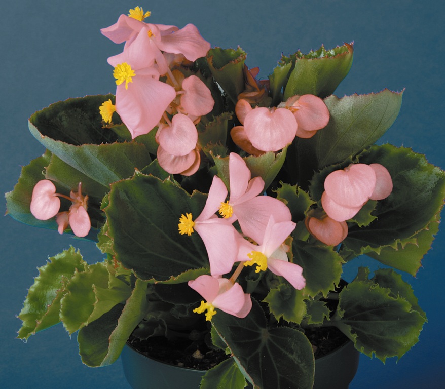 Бегония Эврика green leaf soft pink 