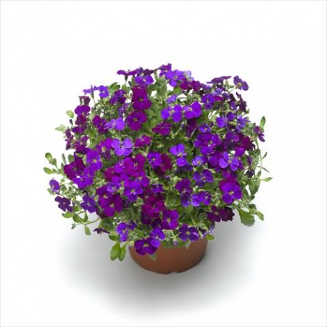 Архив Обриета Одри deep purple compact