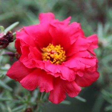_Портулак Санисайд cherry red