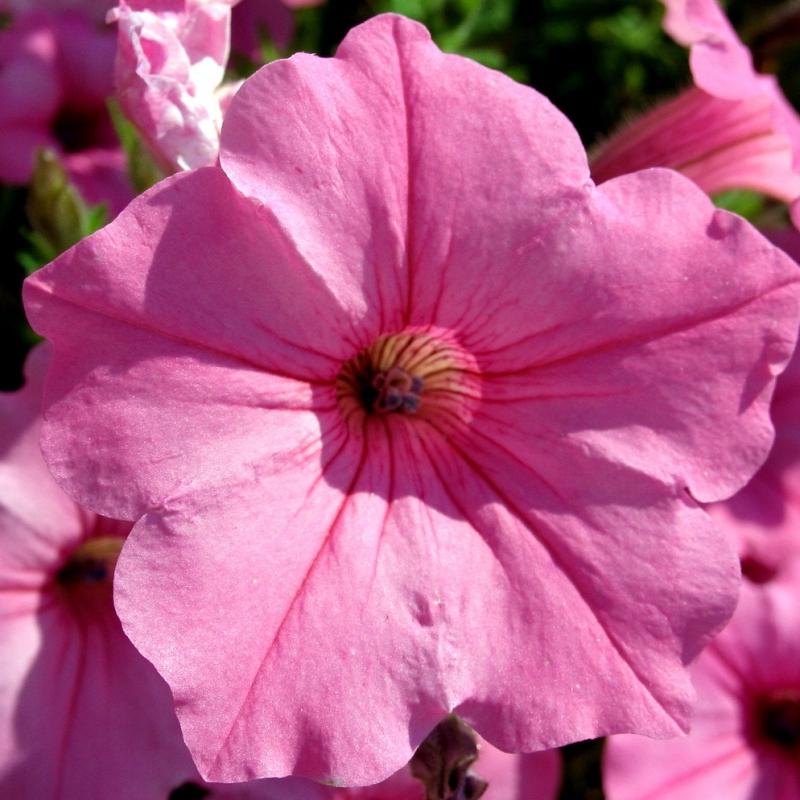 Петуния ИГЛ ПИНК