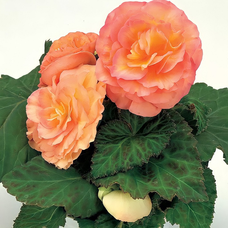 Бегония Фортуна orange shades (драже)