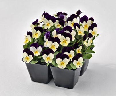 Виола Эдмайя white purple wing