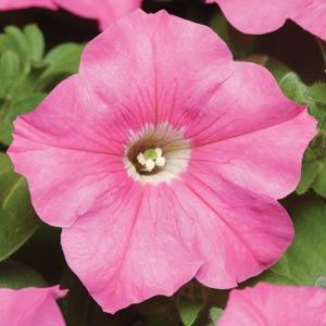 _Петуния Капит pink (драже)