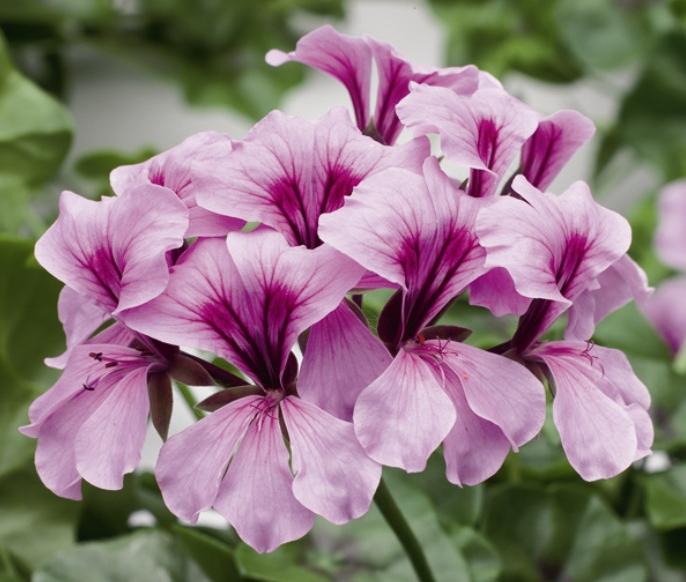 Архив Пеларгония (герань) Торнадо lilac (покрытые оболочкой)
