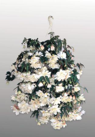 _Бегония Иллюминейшн white