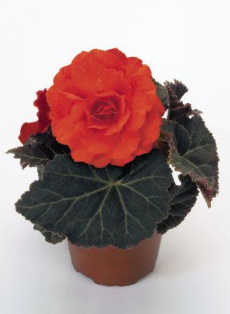 Бегония Нонстоп Мокка deep orange (драже)