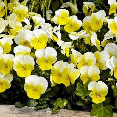 Виола Пенни primrose bicolor