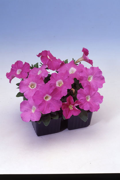 Петуния ЛАМБАДА ПИНК