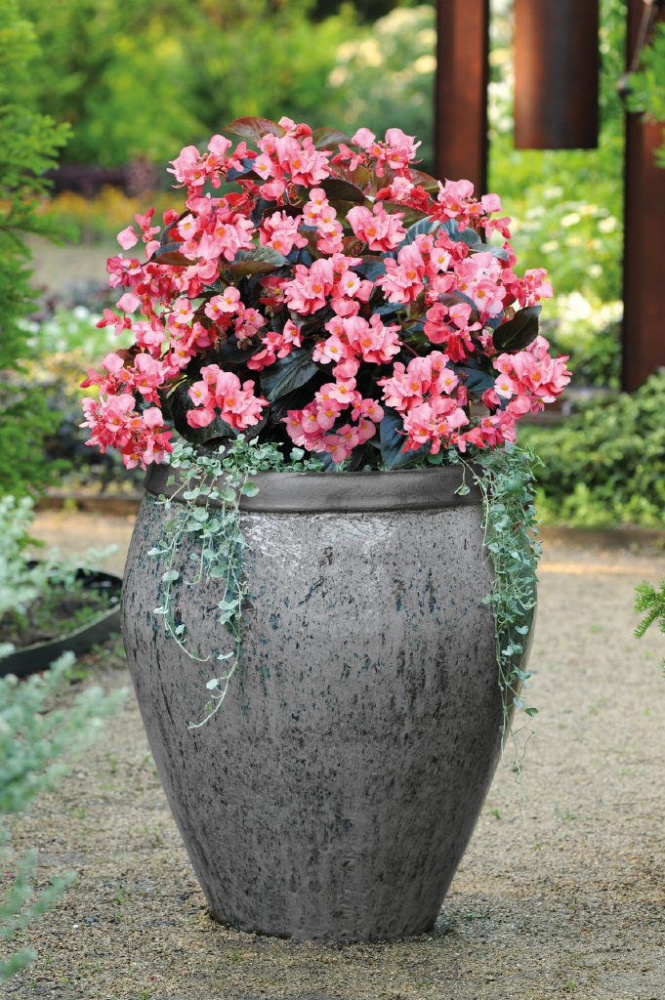 Бегония Биг pink with bronze leaf (драже)