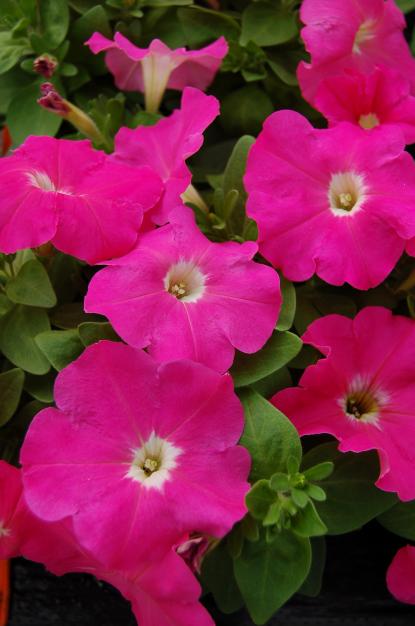 Петуния МАМБО GP ПИНК (драже)