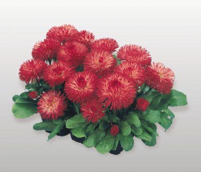 Архив Маргаритка Хабанера red (драже)