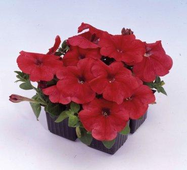 Петуния МАМБО GP РЕД