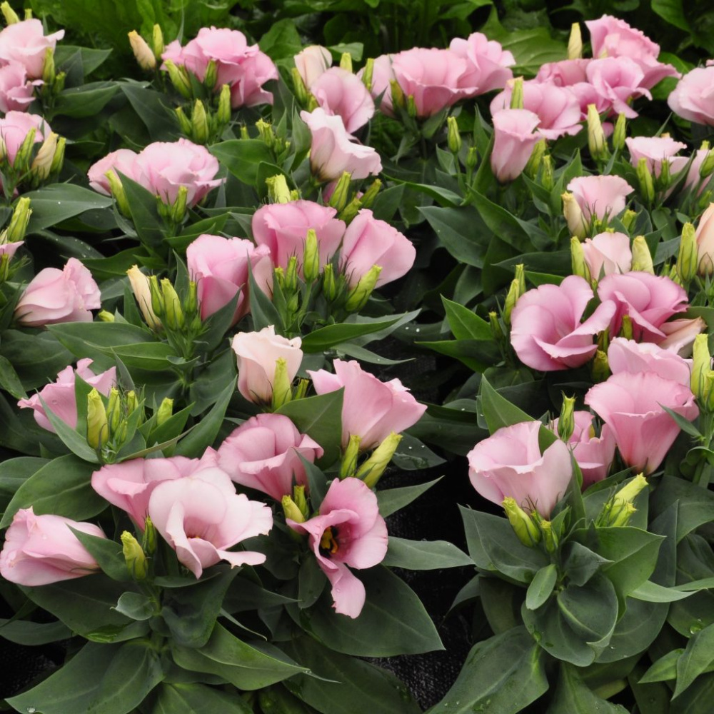 _Лизиантус (Эустома) Кармен deep pink (драже)