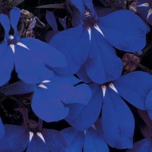 _Лобелия Ривьера midnight blue 