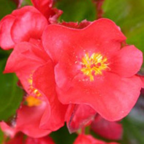 Архив Бегония Эврика green leaf scarlet (драже)