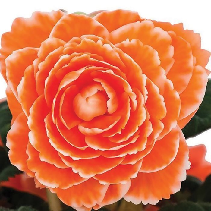 Бегония Амери Хайбрид Раффлд Эприкот (драже)