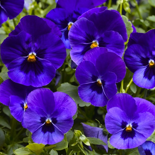 Архив Виола Вандерфолл blue with blotch