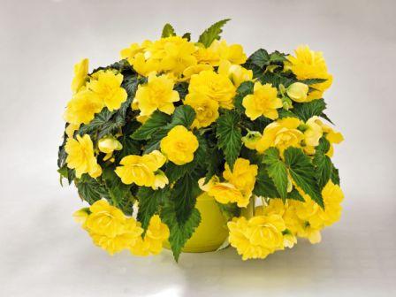 Бегония Нонстоп Джой yellow (драже)
