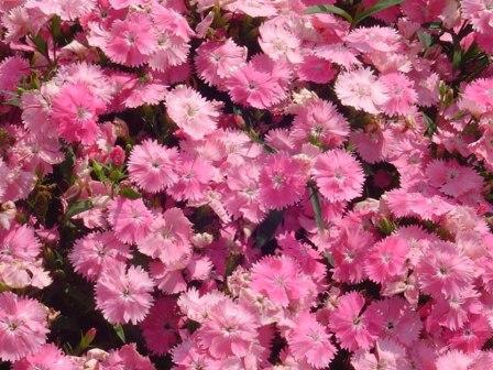 Гвоздика ЧИБА ПИНК