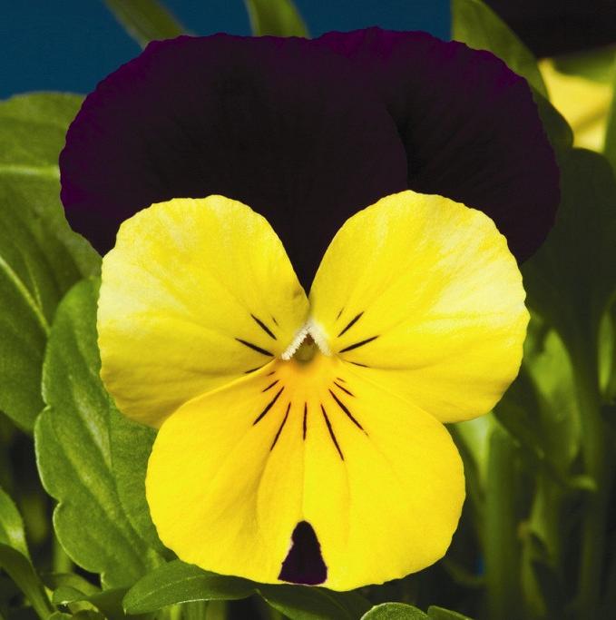 Виола Пенни yellow jump-up