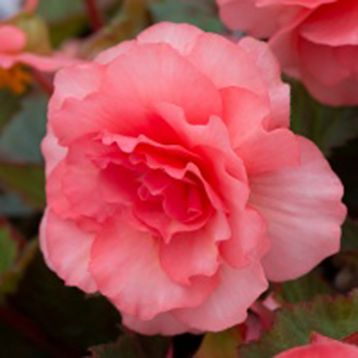 Бегония Лимитлес dark rose (драже)