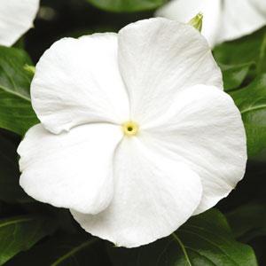 Архив Катарантус (Винка) Титан pure white