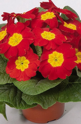 _Примула Примера scarlet (primed семена)