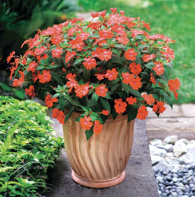 Архив Бальзамин гибридный СанПейшнс Вигорос Корона, кассета