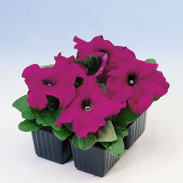 Архив Петуния Лимбо purple (драже)