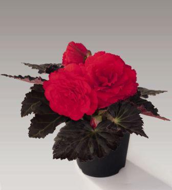 Бегония Нонстоп Мокка cherry (драже)