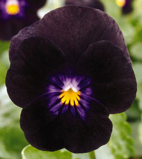 _Виола Аэро black
