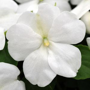 _Бальзамин Импреза white