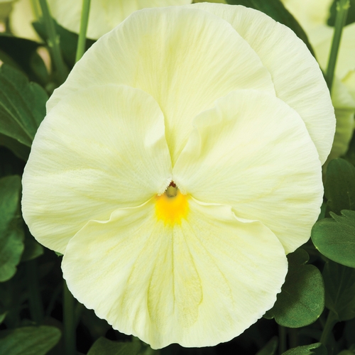 Архив Виола Дельта Премиум pure primrose 