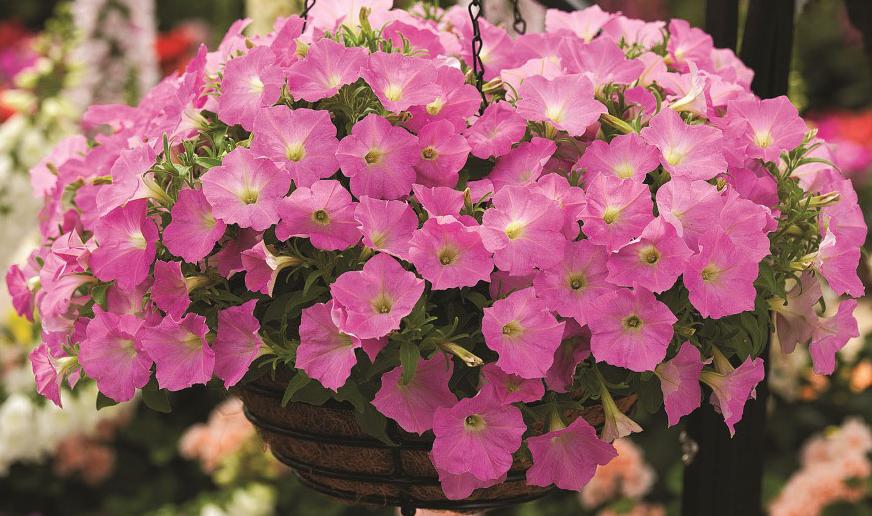 _Петуния Рамблин shades o’ pink (драже)