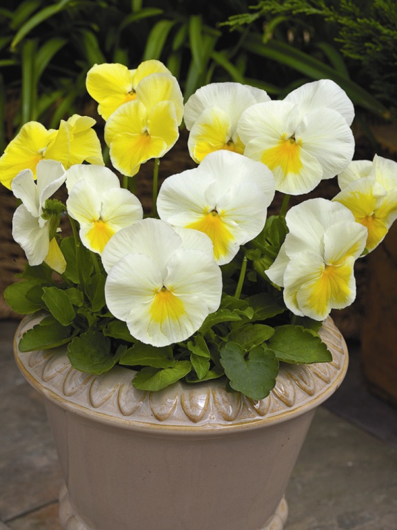 Архив Виола Карма primrose