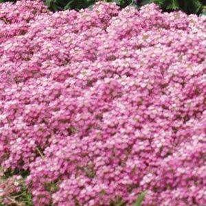 _Алиссум Истер Бонет deep pink
