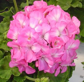 _Пеларгония (герань) Мультиблум pink (покрытые оболочкой)