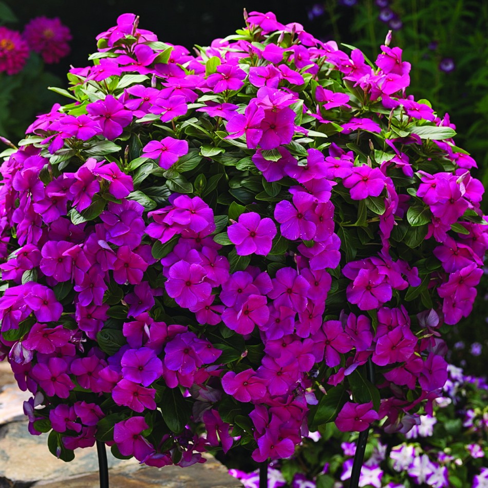_Катарантус (Винка) Кора Каскад magenta
