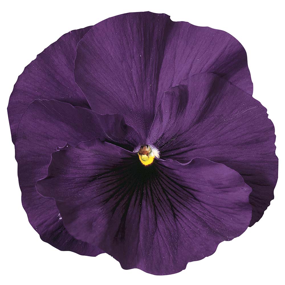 Архив Виола Дельта Премиум pure violet 