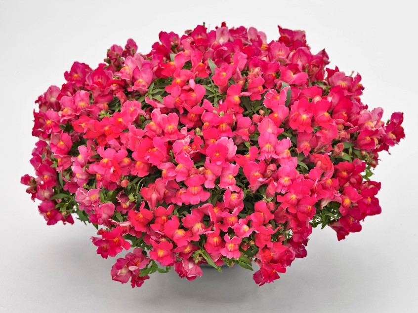 Львиный зев Канди Шауэрс rose (драже)