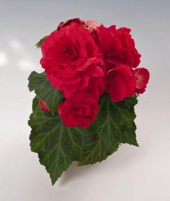 Архив Бегония Нонстоп red