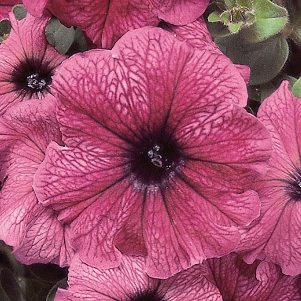 Петуния МИРАЖ ОРЧИД