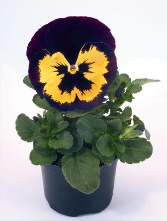 Архив Виола Инспайер violet and yellow