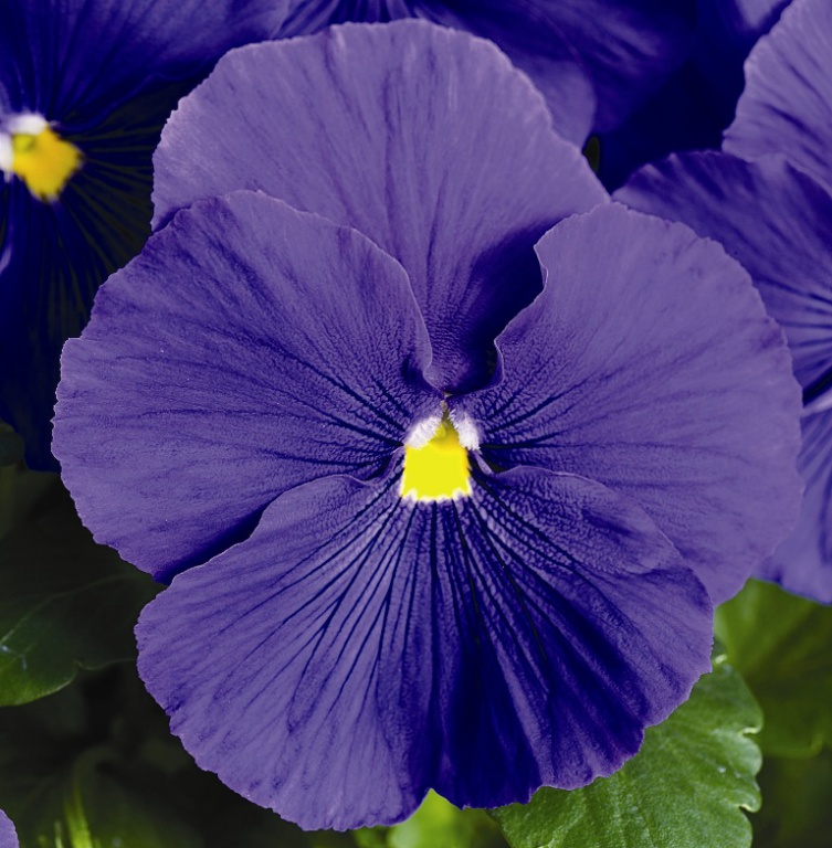 Архив Виола Карма true blue