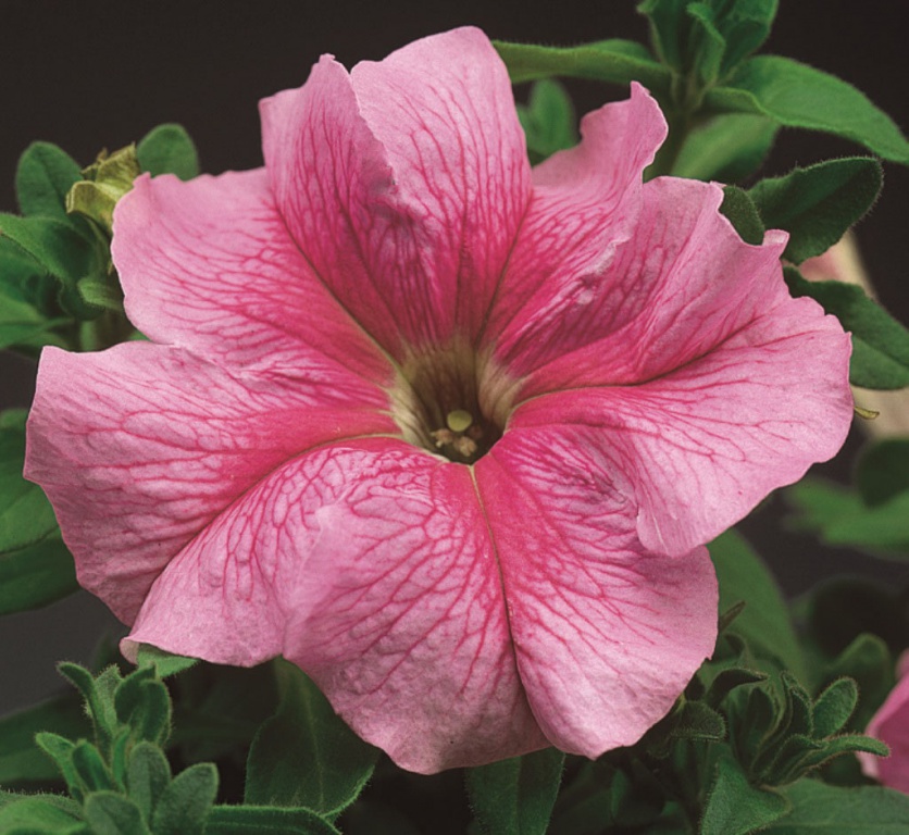 Петуния ТРИТУНИЯ ПИНК ВЕЙНД (драже)