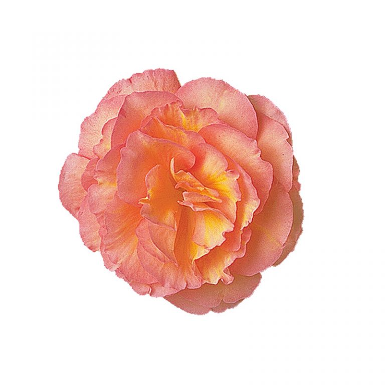 Бегония Фортуна peach shades (драже)